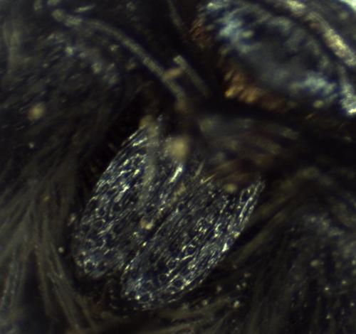 Réf. 297 476 : Colletes similis